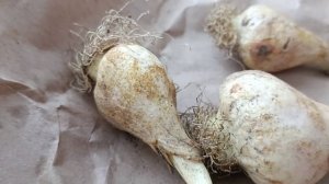 Подарили на 8-ое Марта  тюльпаны с луковицами. Что делать?