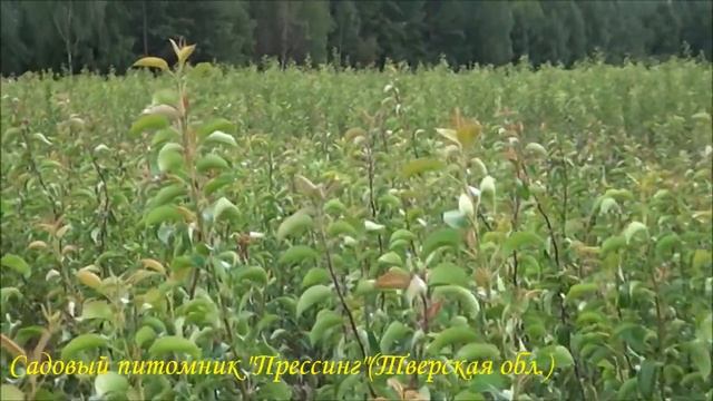 Садовый питомник Прессинг, август 2016