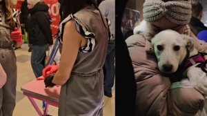 5 щенков и ещё 8 собак и 11 кошек уехали домой с выставки "Путь домой"!