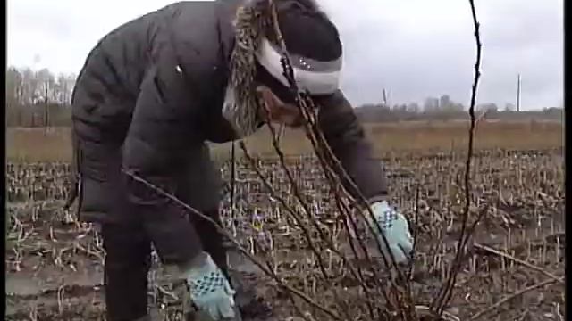 Саженцы для Сада Победы Тверской области