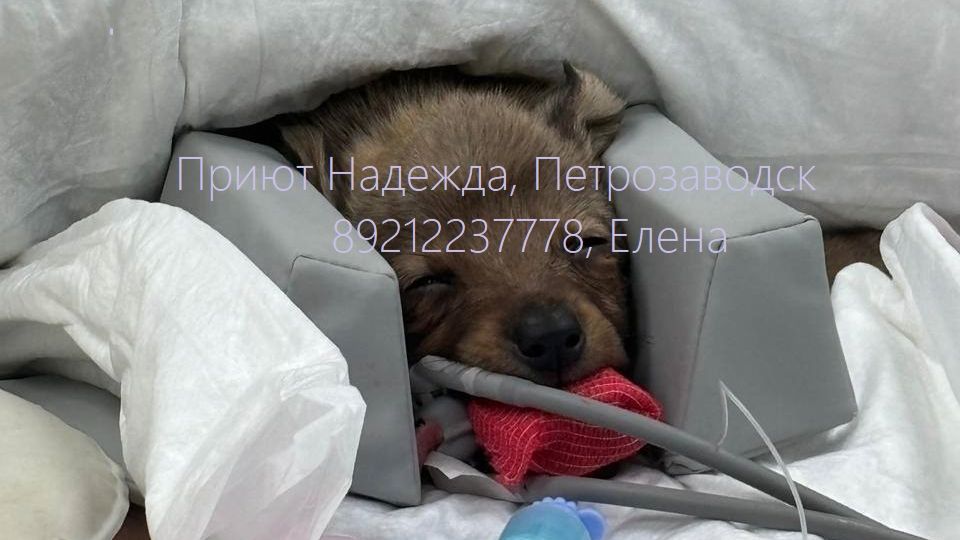 08.03.26 Ежик едет в СПБ