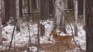 Охота на куницу капканами,есть добыча,охота с молодой лайкой.