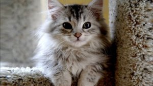 Вот бы мне котёнком стать!