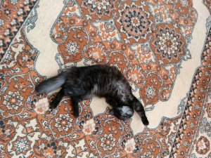 где мой кот