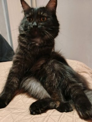 кошка дубль 2