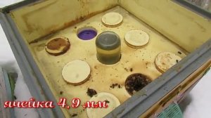 минимум вмешательства в жизнь пчел, как зимует такая семья на воле , 8.03.2026