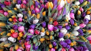 С праздником, милые женщины!