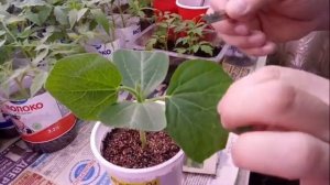 Дача 6 соток. Прививка арбуза на лагенарию.