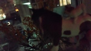 🦓фото Ласточки🦓