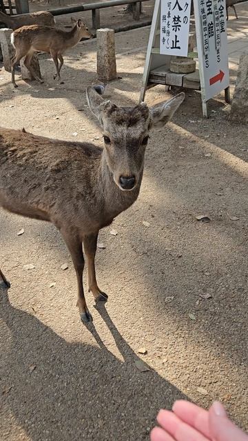 Олени бродят по городу Нара, Япония
