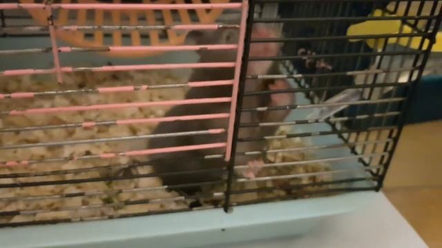 Чернушка в колесе