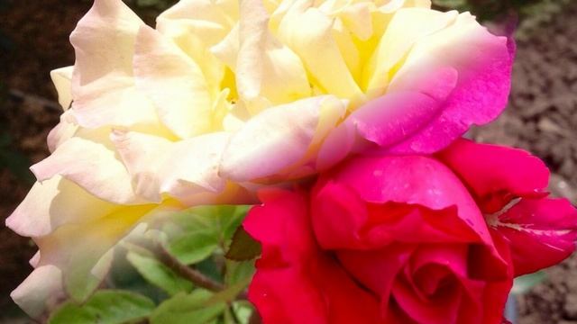 Дарите женщинам цветы...