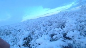 Охота с легавой на белую куропатку. Охота в Ненецкой тундре.