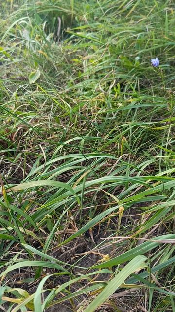 с праздником вас дамы