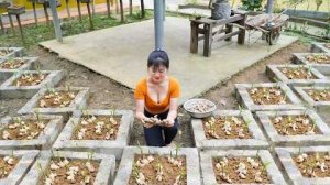 Методы выращивания имбиря в бетонных блоках, уложенных крест-накрест — изолированная ферма Нхата