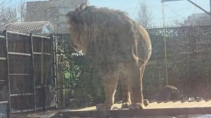 08.03.2026гс каким аппетитом кушает Шарханчик до косточки [get.gt]