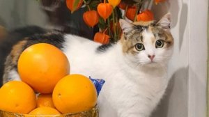 С праздником 8 марта вас дорогие женщины!!!