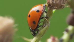 .... Божья коровка - Что мы знаем о ней....