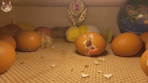 Цыплята в инкубаторе вылупляются за 8 минут