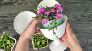 Пересадка Браунсии Максимилиана