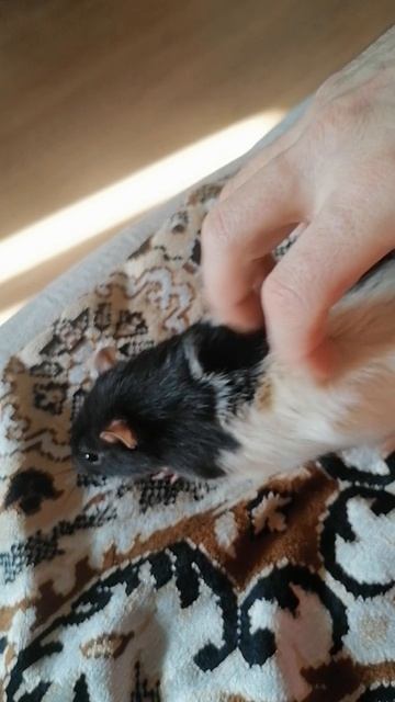 Фоня любит почесушки.