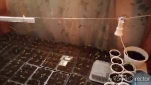 Замочила семена томатов для о/г / У них нету доставки, плохо.