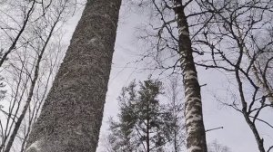 Запиши моё имя на сердце \авторская песня\