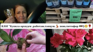 ВЛОГ "Купила 😂 орхидеи,работа,танцы💃,песни🎙️,Светофор 🚥!)😊🌹