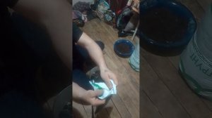 учимся выращивать вешенки