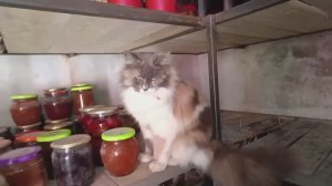 Курочка вывела цыплят🐥🐤🐤Готовим картошку к посадке 🥔🥔Весна не спешит к нам😐