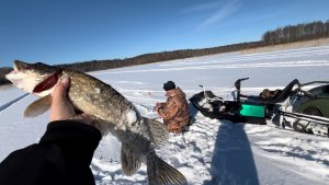 Рыбалка на Вуоксе с ночевкой #рыбалка #вуокса #мотособака