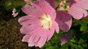 Лето 2022 года ( Слайд-шоу из моих фотографий )