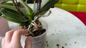 С 8 марта меня! Что купила себе в подарок ☺️