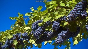 ЧТО ТАКОЕ СТАРОЕ ВИНО И НОВОЕ ВИНО В БИБЛИИ - ЭТО ВИНОГРАДНЫЙ СОК ЗАИГРАВШИЙ И СВЕЖИЙ!!! 2часть.