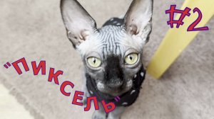 Хитрая морда-чёрный нос = Пиксель. #2
