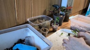 новинки на 8 марта и пересадка