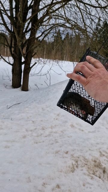 поймали крысу в живоловку, выпускаем её в лес.mp4