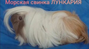ВСЕ САМОЕ ОСНОВНОЕ О МОРСКОЙ СВИНКЕ «ЛУНКАРИЯ»/разбираем породу/Морская Свинка Орешек