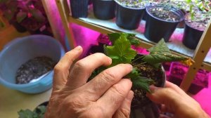 Чернкование смородины