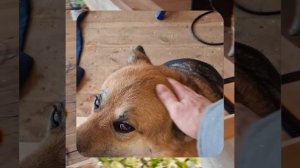 1000050890.mp4 (Собака наблюдает за устройством лестницы на 2-ой этаж в доме А-фрейм)