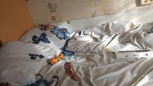 ПИРОЖКА СПАС ХОЗЯИН ОТ ЖИРАФА