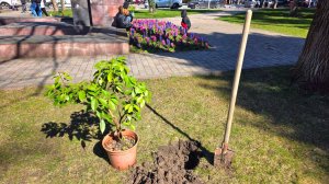 ГЕЛЕНДЖИК. САЖАЮ ВЕЧНОЗЕЛЕНЫЕ ДУБЫ в ЦЕНТРЕ