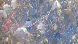 птицы перед окном