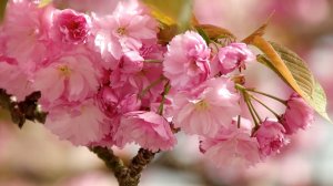 ВСЕМ ЖЕНЩИНАМ