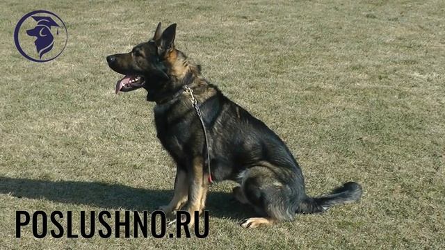 Игорь Алтайский кинолог