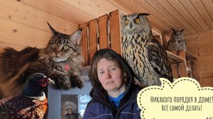 Сова филин Ёль хозяйничает в доме и выживает Артёма с кровати. Курочки обживаются в вольере