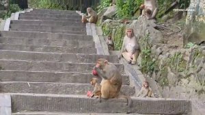 Сегодня мы дали обезьянам бананы и яблоки.