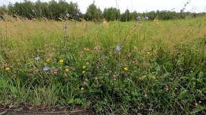 Мелодия полевого разнотравья