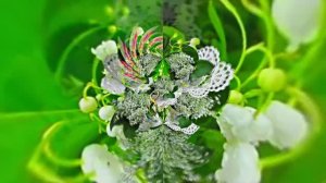 С 8 Марта Поздравление 4 от Киностудии Мудрого Кота Тимофея!