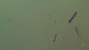 Рыбы озера Сукко поздравляют всех с 8 Марта